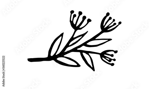 Hand drawn vector illustration of herbs. Doodle floral element. Spring and summer symbol. Contour otline drawing of simple black twigs and flowers
