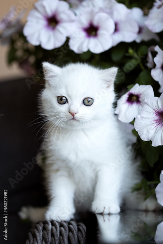 Katze Kitten im Garten unterwegs - verträumt Sommer Frühling © Wabi-Sabi Fotografie