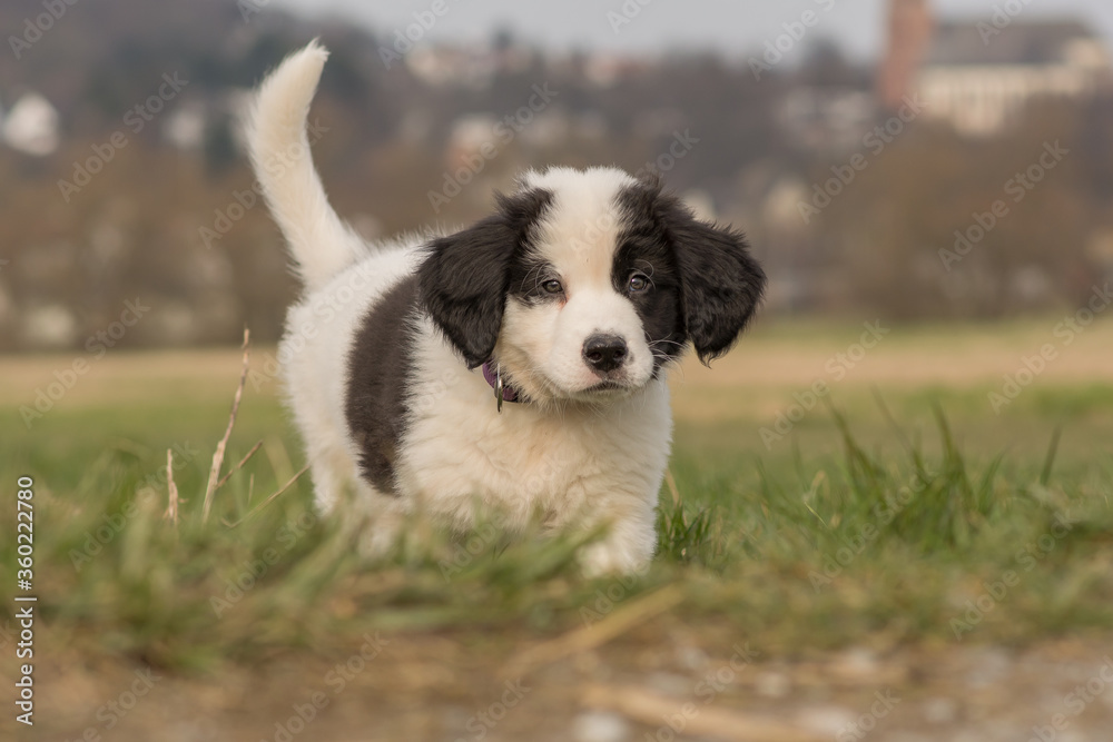 A Landseer St. Bernard puppy runs over a meadow A Landseer St. Bernard puppy runs over a meadow