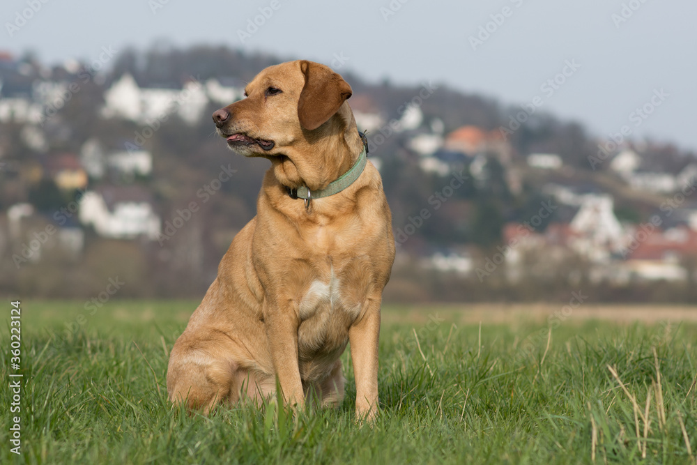 A Labrador retriever sits in a meadow