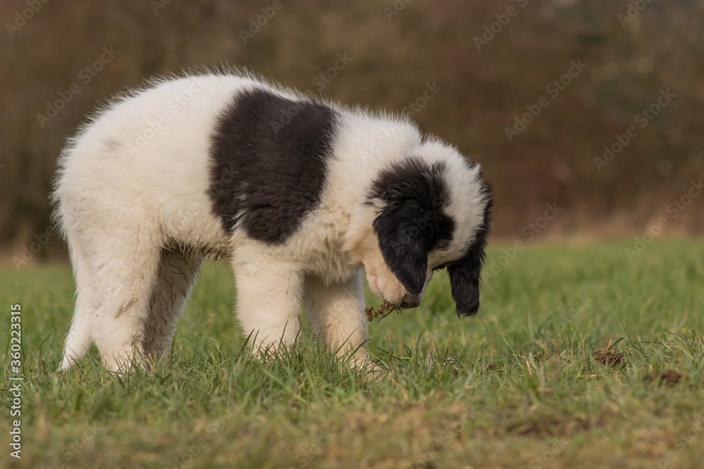 A Landseer St. Bernard puppy is playing on a meadow A Landseer St. Bernard puppy is playing on a meadow