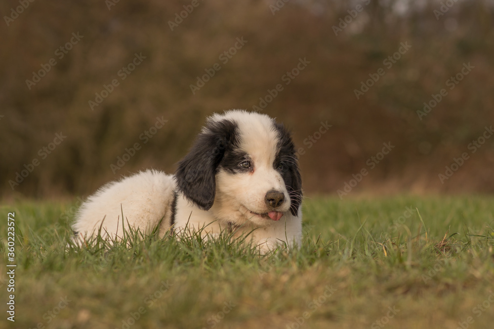 A Landseer Bernhardiner puppy lies on a meadow