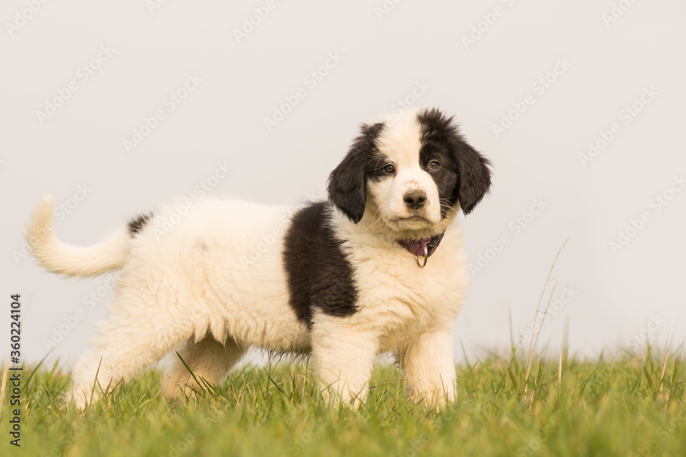A Landseer St. Bernard puppy is standing on a meadow A Landseer St. Bernard puppy is standing on a meadow