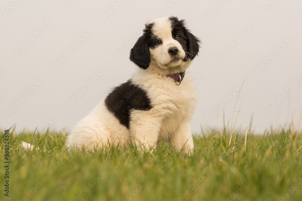 A Landseer St. Bernard puppy sits on a meadow A Landseer St. Bernard puppy sits on a meadow