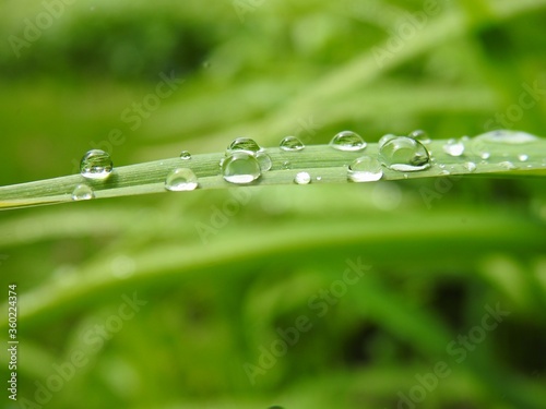 Water drops on a daylily
