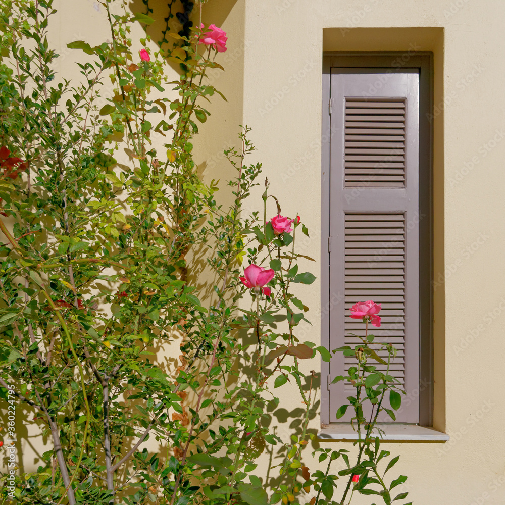 narrow window grey shutters on ocher wall and colorful pink roses