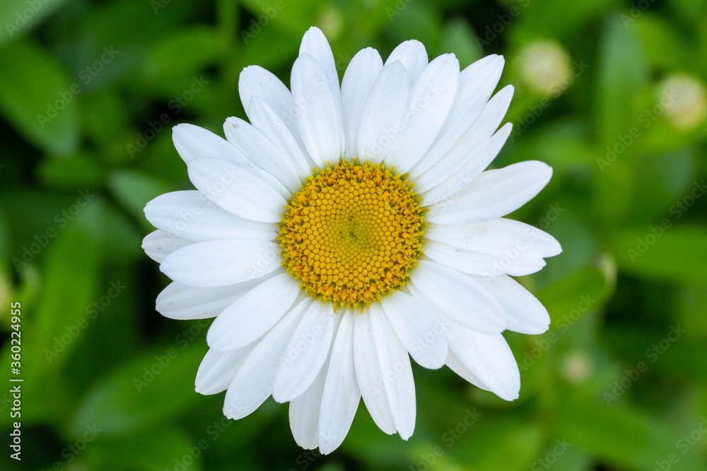 Obraz premium Full bloom white daisy