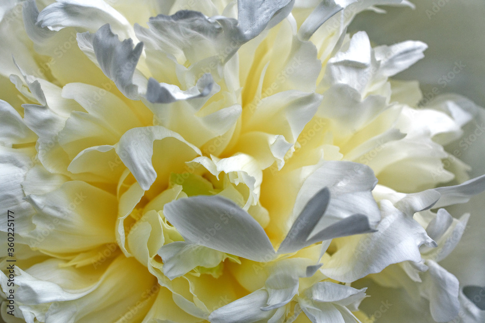 Fototapeta premium Close-up view of a white peony