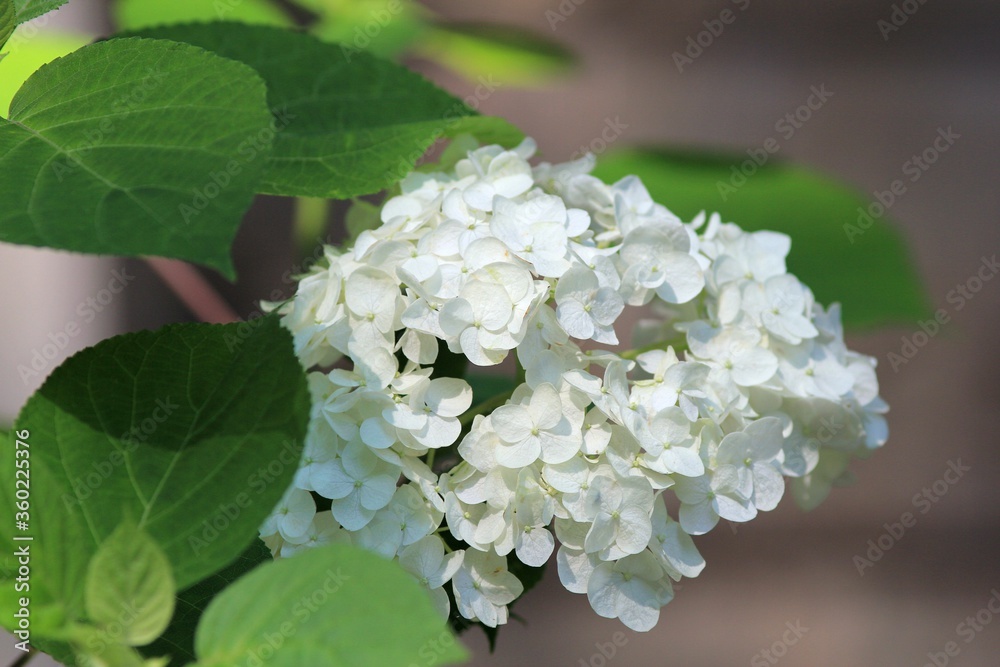 Hydrangea branch with white flowers and leaves Hydrangea branch with white flowers and leaves