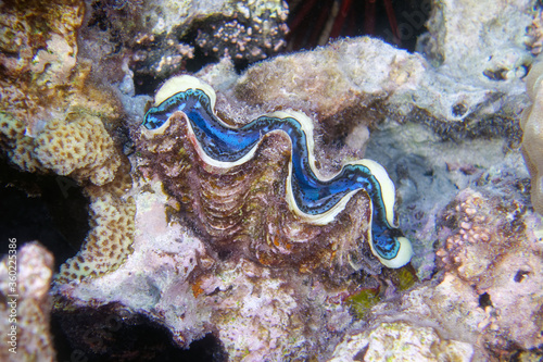 Giant clam (tridacna sp.) in Red Sea © André LABETAA