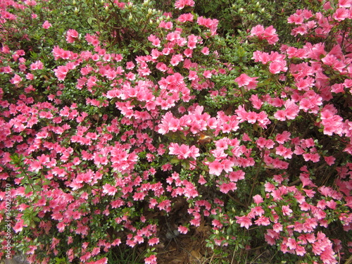 Beautiful azalea bush loaded with pink flowers and blossoms, in the spring time