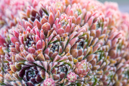 filled frame close up macro background wallpaper shot of a bunch of purple, red, pink sempervivum arachnoideum (cobweb houseleek) succulent plants with hens, chicks forming beautiful patterns