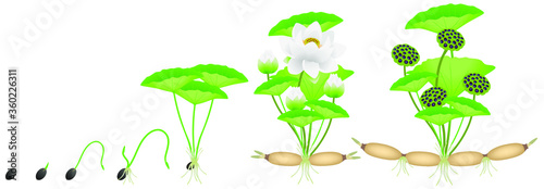 Cycle of growth of lotus plant on a white background.