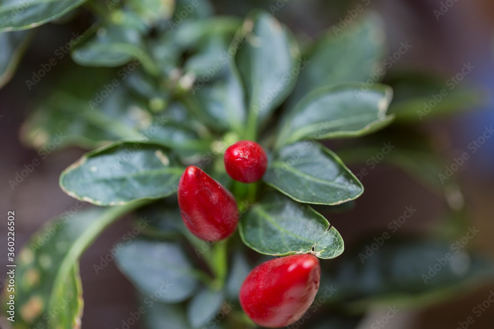 filled frame close up macro shot of an isolated bunch of red hot spicy paprika chili peppers hanging on a branch with green leaves around on a bokeh blurred natural background of foliage and stems filled frame close up macro shot of an isolated bunch of red hot spicy paprika chili peppers hanging on a branch with green leaves around on a bokeh blurred natural background of foliage and stems