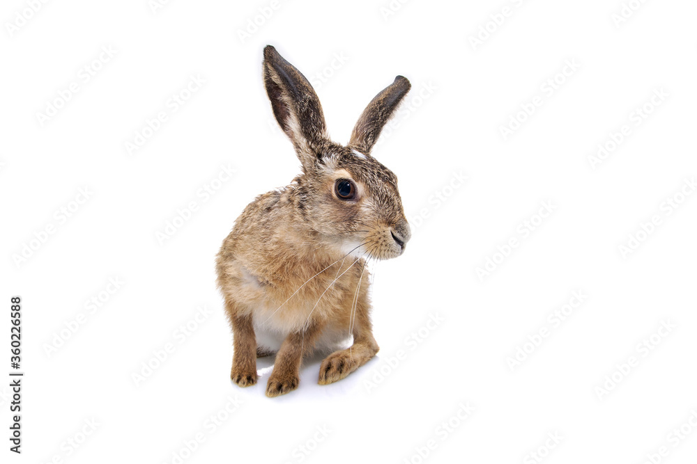 Fototapeta premium Hare rabbit isolated on white background 