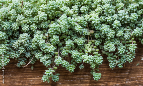 filled frame macro wallpaper shot of a slowly spreading blue green sedum brevifolium succulent plant (also called jelly bean) with branches, leaves and beans in a brown old ragged wooden vase