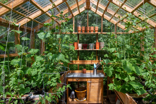 Fototapet Interior of a wooden domestic greenhouse for growing vegetables