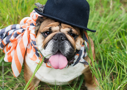 Fototapeta Naklejka Na Ścianę i Meble -  Red English Bulldog wearing a hat and scarf out for a walk sitting in the grass