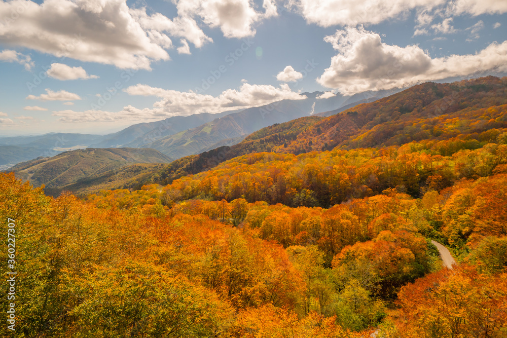 紅葉の八方尾根の山肌 紅葉の八方尾根の山肌