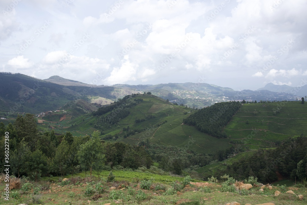 Fototapeta premium Nature with landscape and tea garden 