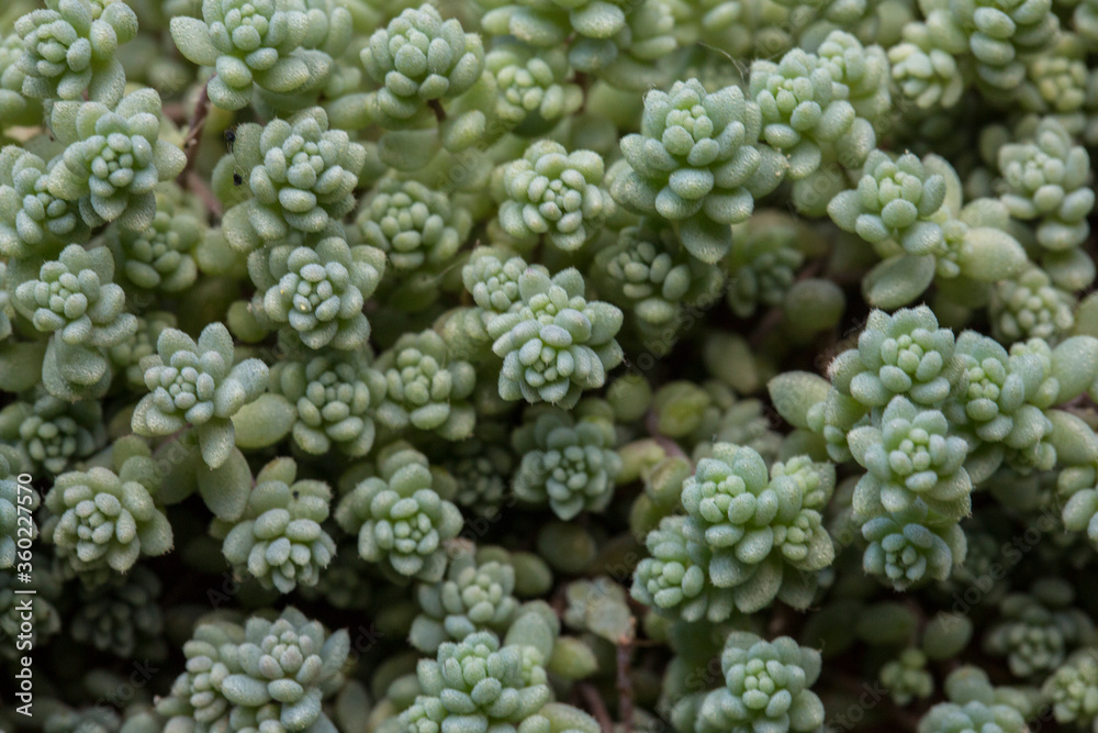filled frame close up macro wallpaper shot of a slowly spreading blue green sedum brevifolium succulent plant (also called jelly bean) with branches, leaves and beans on a natural bokeh background filled frame close up macro wallpaper shot of a slowly spreading blue green sedum brevifolium succulent plant (also called jelly bean) with branches, leaves and beans on a natural bokeh background