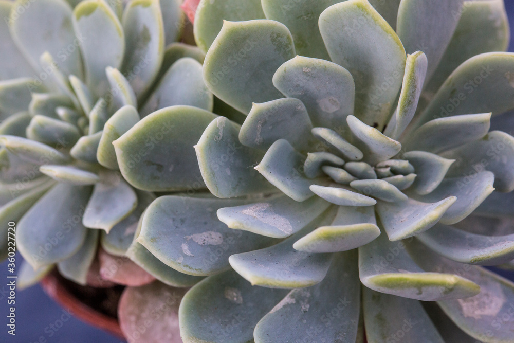 close up filled frame macro wallpaper shot of rosettes of an echeveria runyonii (called silver onion) succulent plant with large, long flat pale silver blue white leaves on a purple bokeh background close up filled frame macro wallpaper shot of rosettes of an echeveria runyonii (called silver onion) succulent plant with large, long flat pale silver blue white leaves on a purple bokeh background