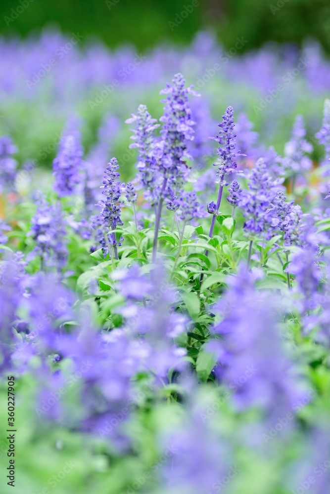Fototapeta premium Macro details of Blue Lavender flowers with blurred field background