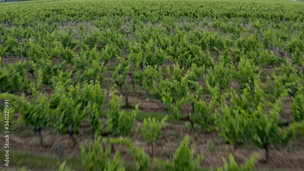 Aerian view of vines in France Aerian view of vines in France