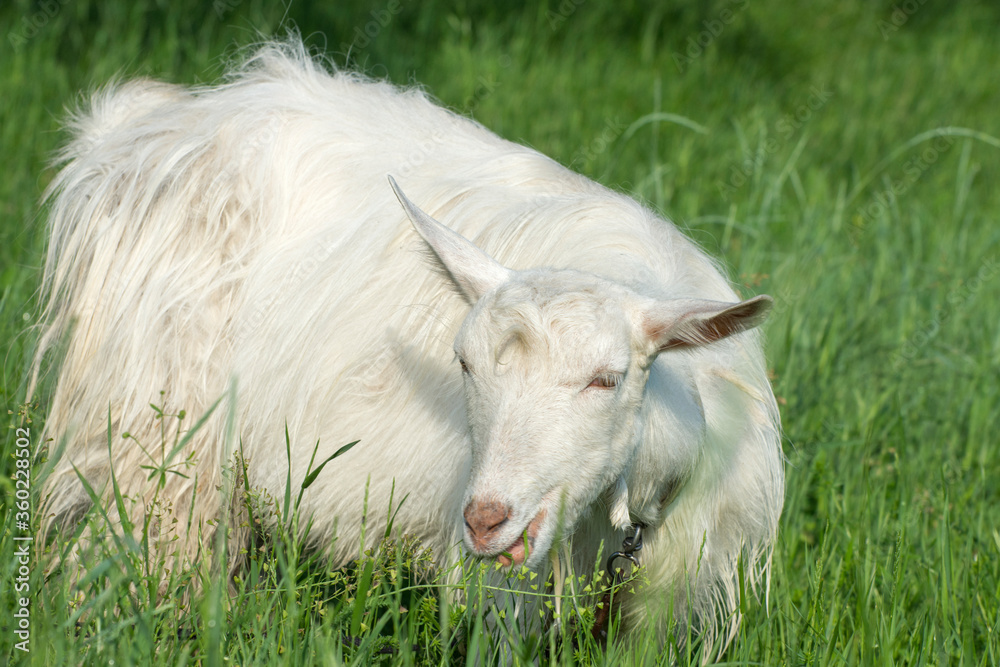 The white goat grazes in the meadow. Breeding goats on a home farm. Close-up photo. The white goat grazes in the meadow. Breeding goats on a home farm. Close-up photo.