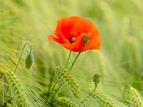 Red poppy blossom and small poppyheads hidden in the corn field photo