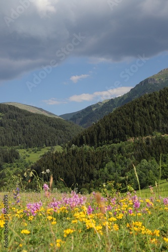 Flowers on the mountain field during sunrise. Beautiful natural landscape in the summer time.artvin