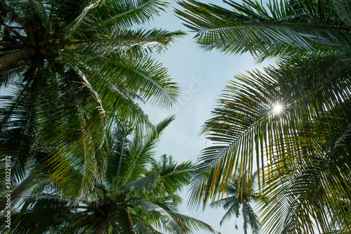 Tropical coconut palm leafs against blue sky and sun light © OHishi_Foto
