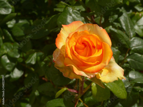 orange rose in garden