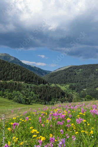 Flowers on the mountain field during sunrise. Beautiful natural landscape in the summer time.artvin