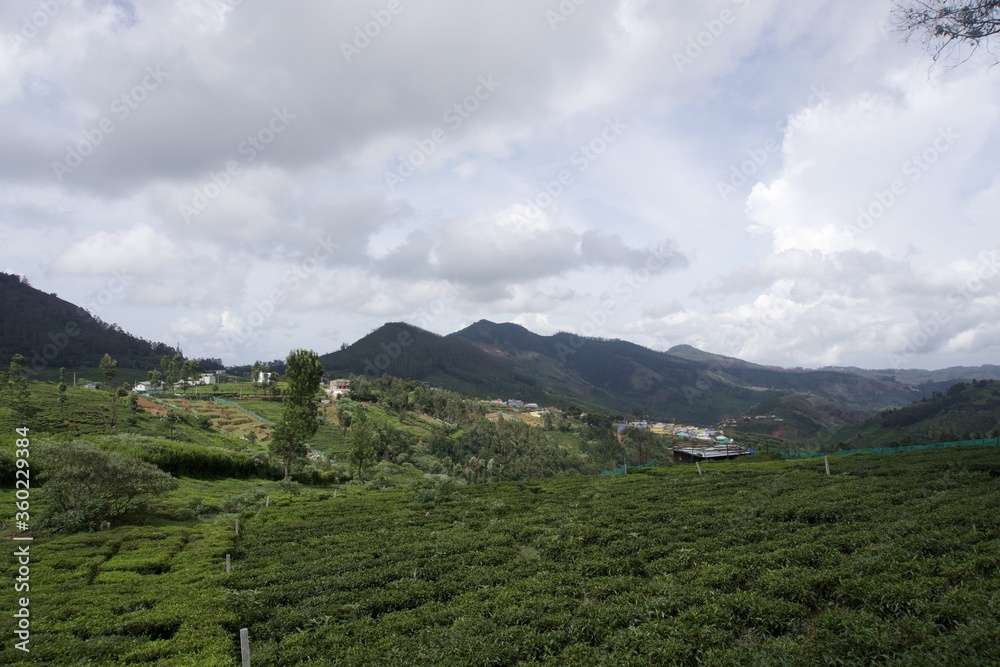 Fototapeta premium Nature with landscape and tea garden