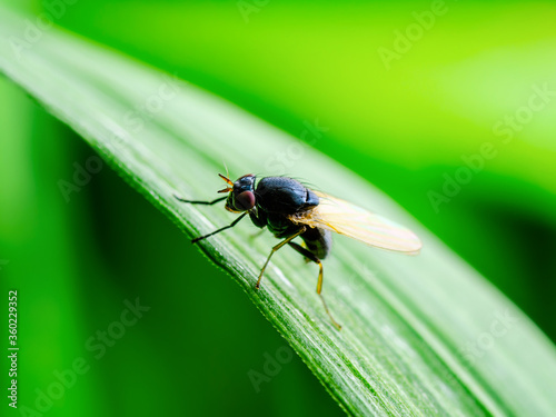 Colorful Blue Fly Drosophila Diptera Insect on Green Grass Macro