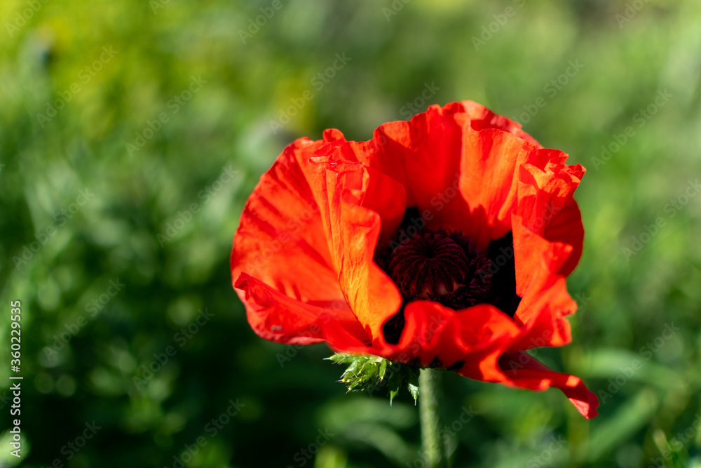Obraz premium Czerwony mak