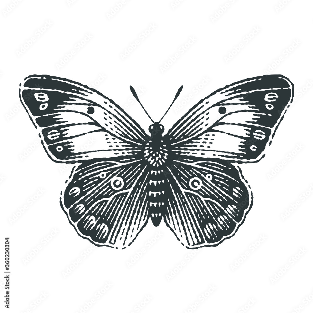 Engraving of Butterfly Engraving of Butterfly