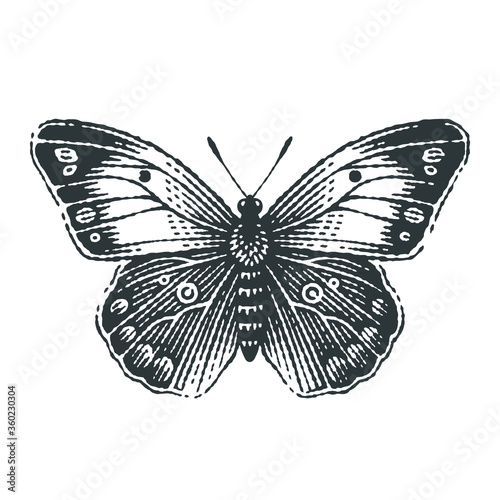 Butterfly. Hand drawn engraving style illustrations.
