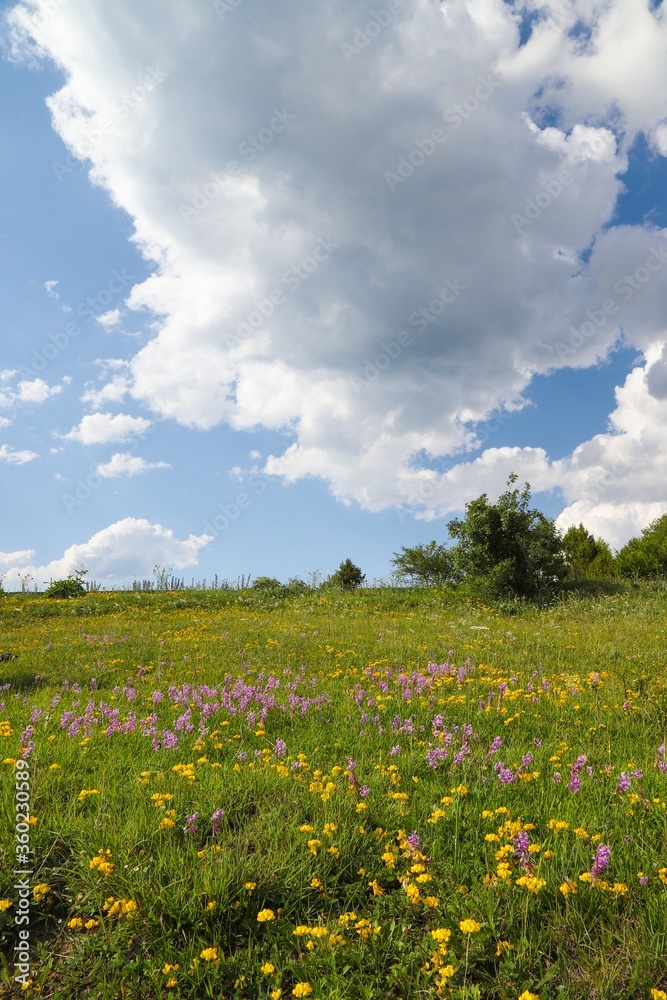 Flowers on the mountain field during sunrise. Beautiful natural landscape in the summer time.artvin Flowers on the mountain field during sunrise. Beautiful natural landscape in the summer time.artvin