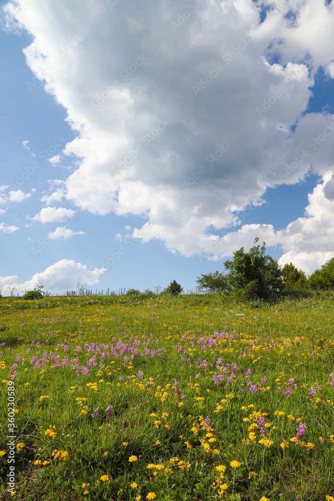 Flowers on the mountain field during sunrise. Beautiful natural landscape in the summer time.artvin