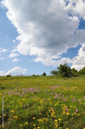 Flowers on the mountain field during sunrise. Beautiful natural landscape in the summer time.artvin