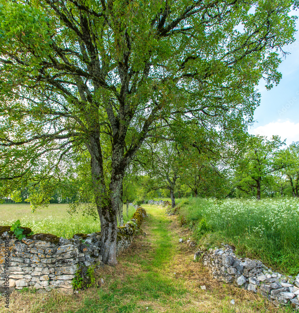Old country stone wall grassy shaded footpath Old country stone wall grassy shaded footpath