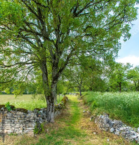 Foto Old country stone wall grassy shaded footpath