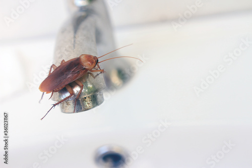 Creepy cockroach insects bug pests creepy beetle bug in bathroom close up
