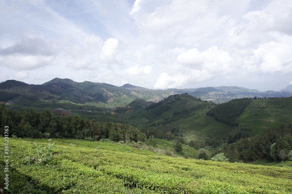 Nature with landscape and tea garden Nature with landscape and tea garden