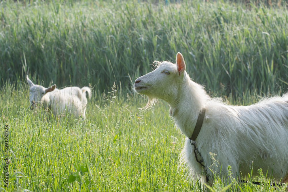 White goats graze in the meadow. Breeding goats on a home farm. White goats graze in the meadow. Breeding goats on a home farm.