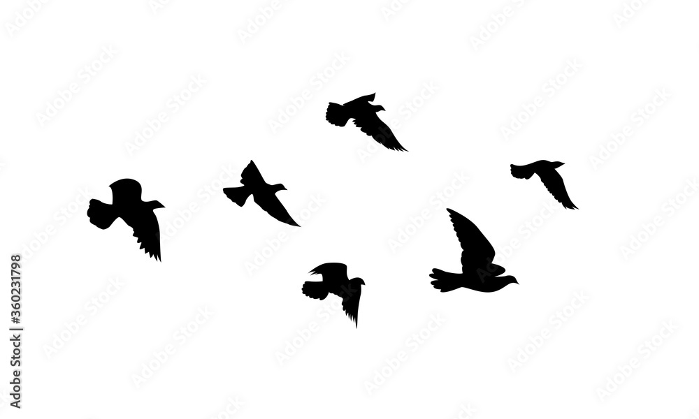 Naklejka Latające ptaki sylwetki na białym tle. Ilustracja wektorowa. na białym tle latający ptak. projekt tatuażu.