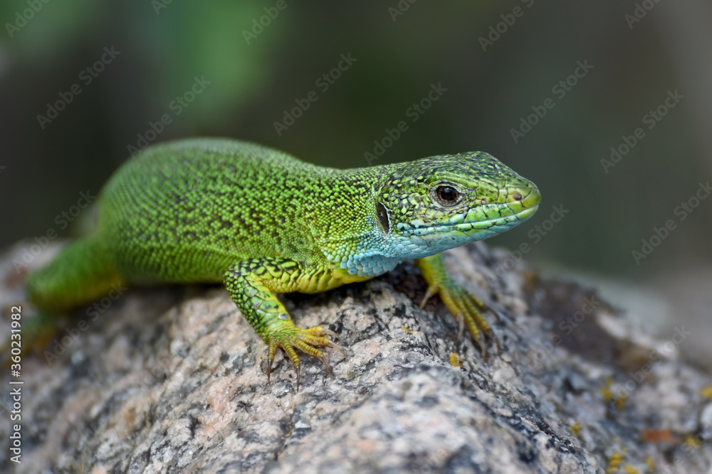 A green lizard crawls on a stone. Photo of a Lacerta viridis close up. A green lizard crawls on a stone. Photo of a Lacerta viridis close up.