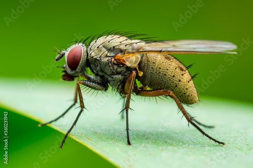 Exotic Drosophila Fly Diptera Parasite Pest Insect on Green Grass Macro